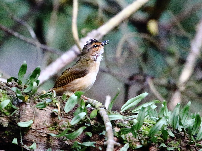 Riverbank Warbler - ML642270675