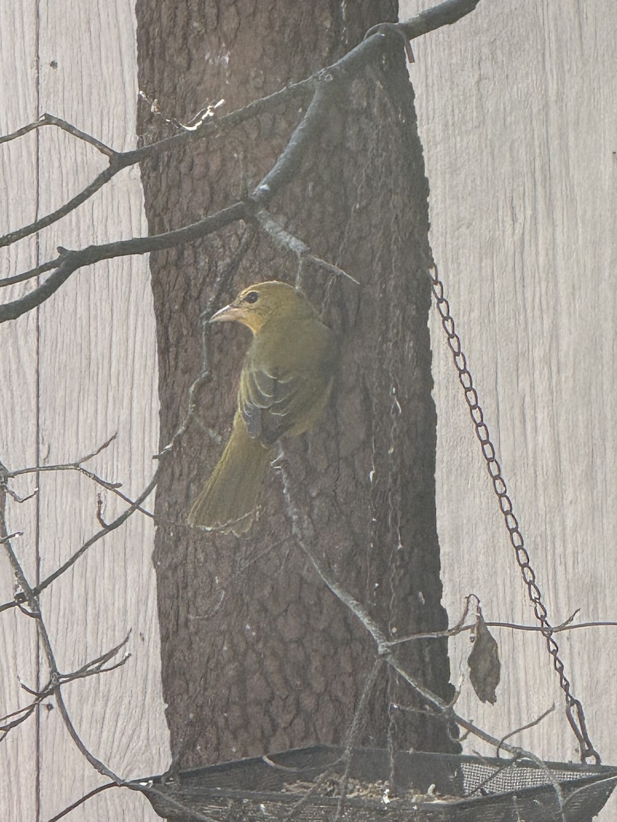 Summer Tanager - ML642270677