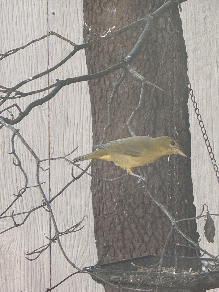 Summer Tanager - ML642270678