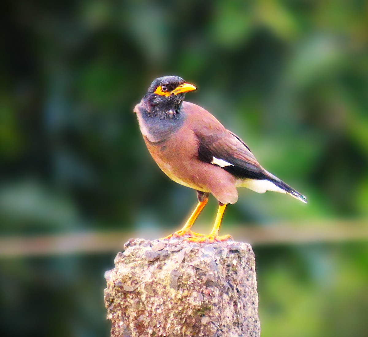Common Myna - ML642270686