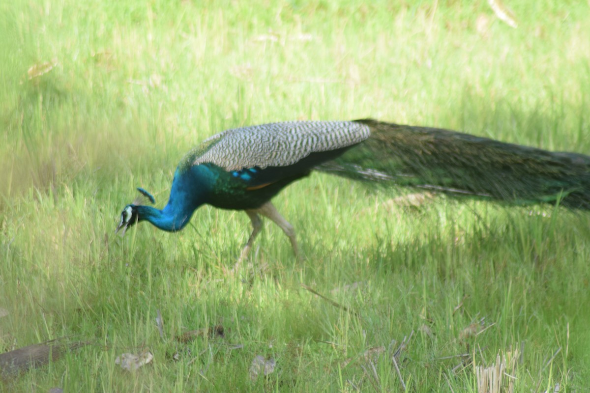 Pfau - ML642270701