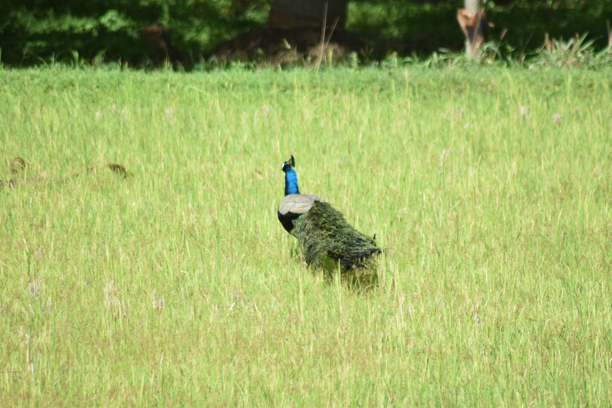 Pfau - ML642270702