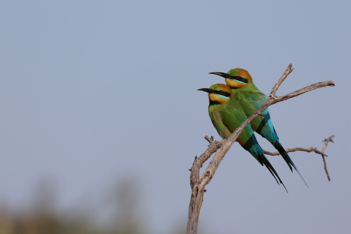 Rainbow Bee-eater - ML642270706
