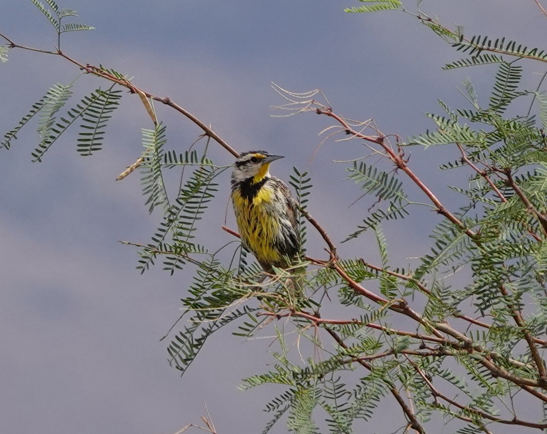 Chihuahuan Meadowlark - ML642270725