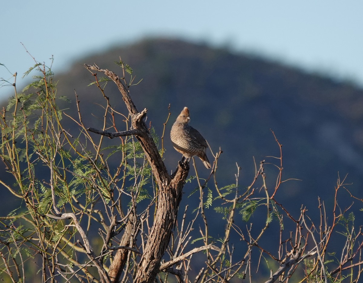 Scaled Quail - ML642270751