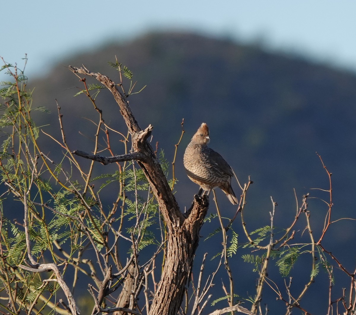 Scaled Quail - ML642270753