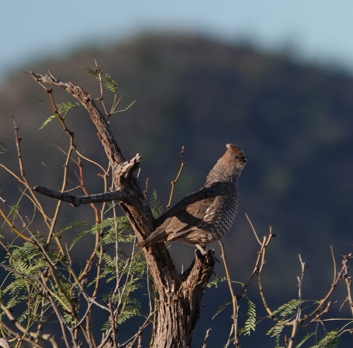 Scaled Quail - ML642270754