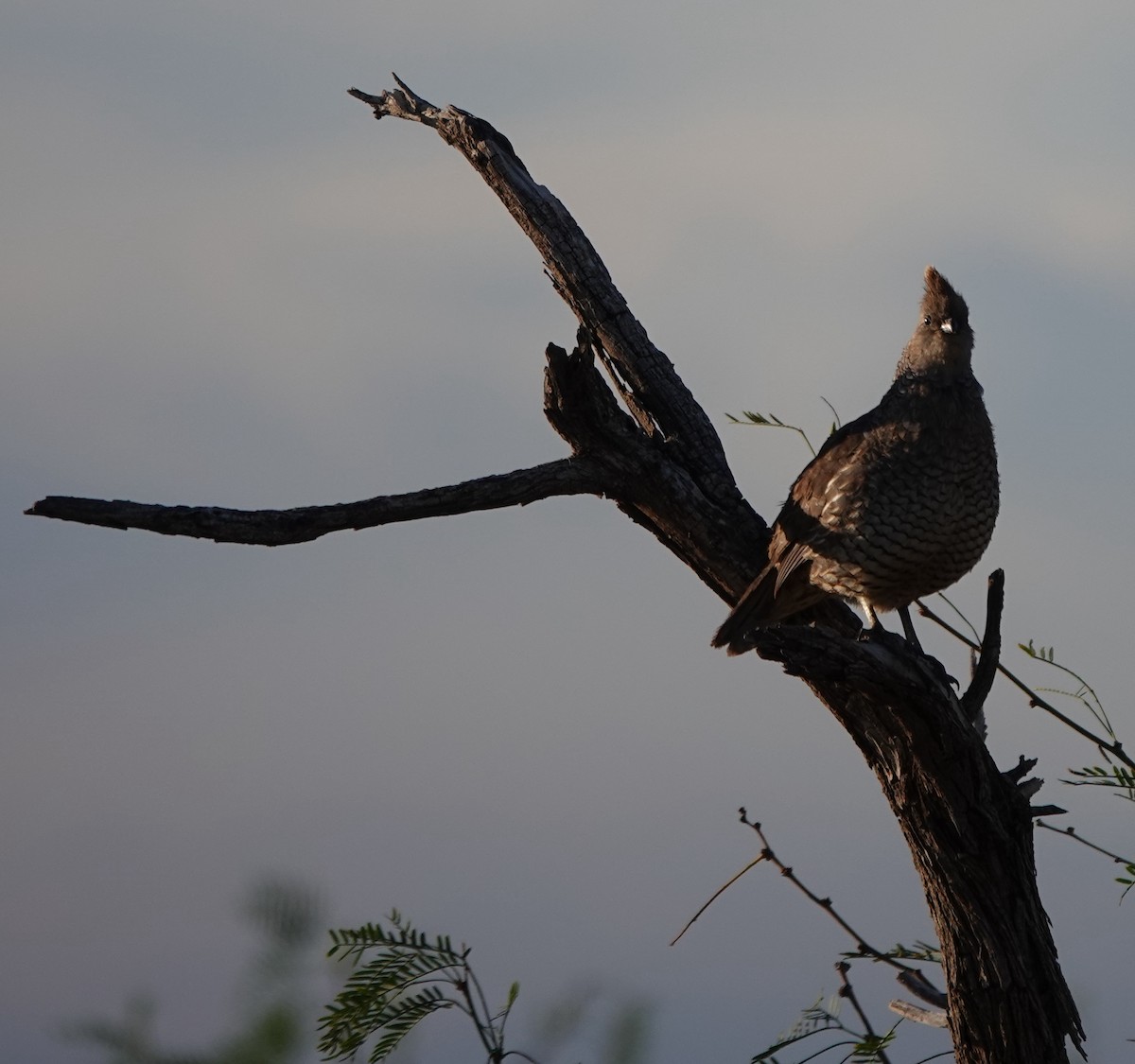 Scaled Quail - ML642270755