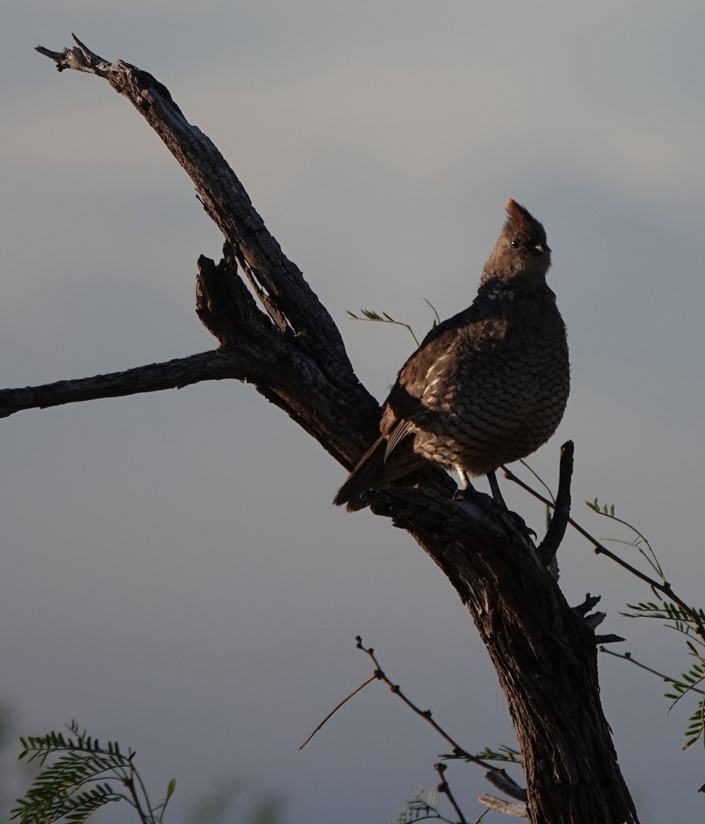 Scaled Quail - ML642270760
