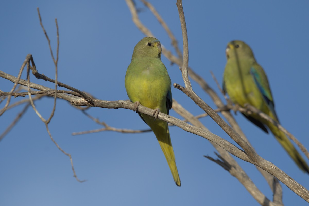 Elegant Parrot - ML642270772
