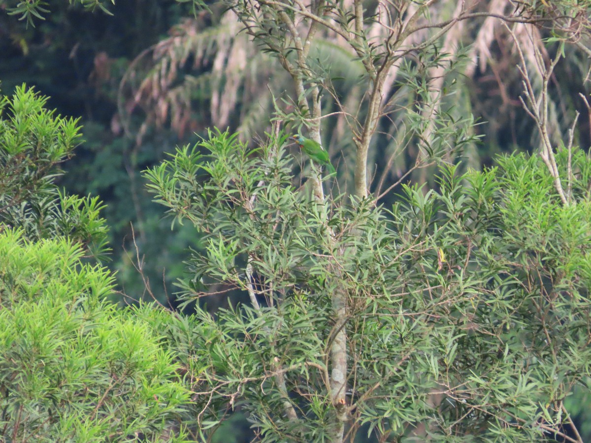 Taiwan Barbet - ML642270794