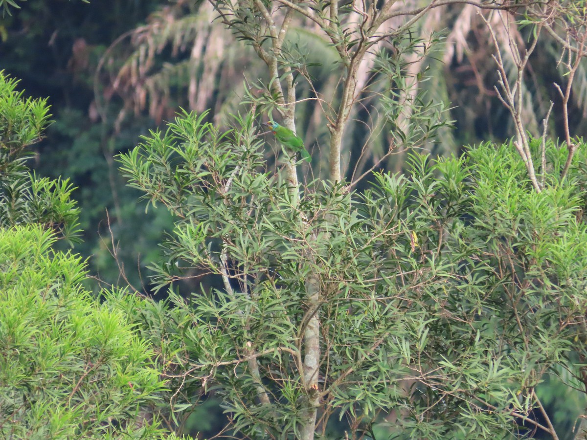 Taiwan Barbet - ML642270795