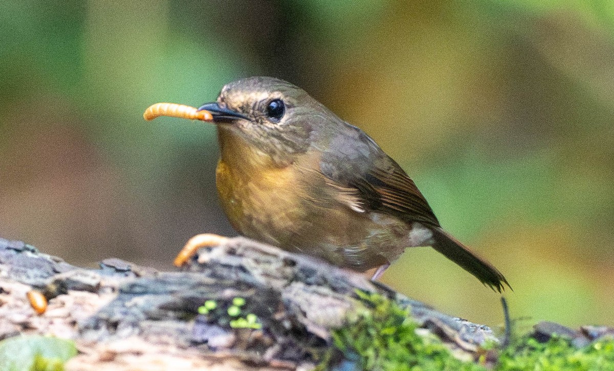 Snowy-browed Flycatcher - ML642270796