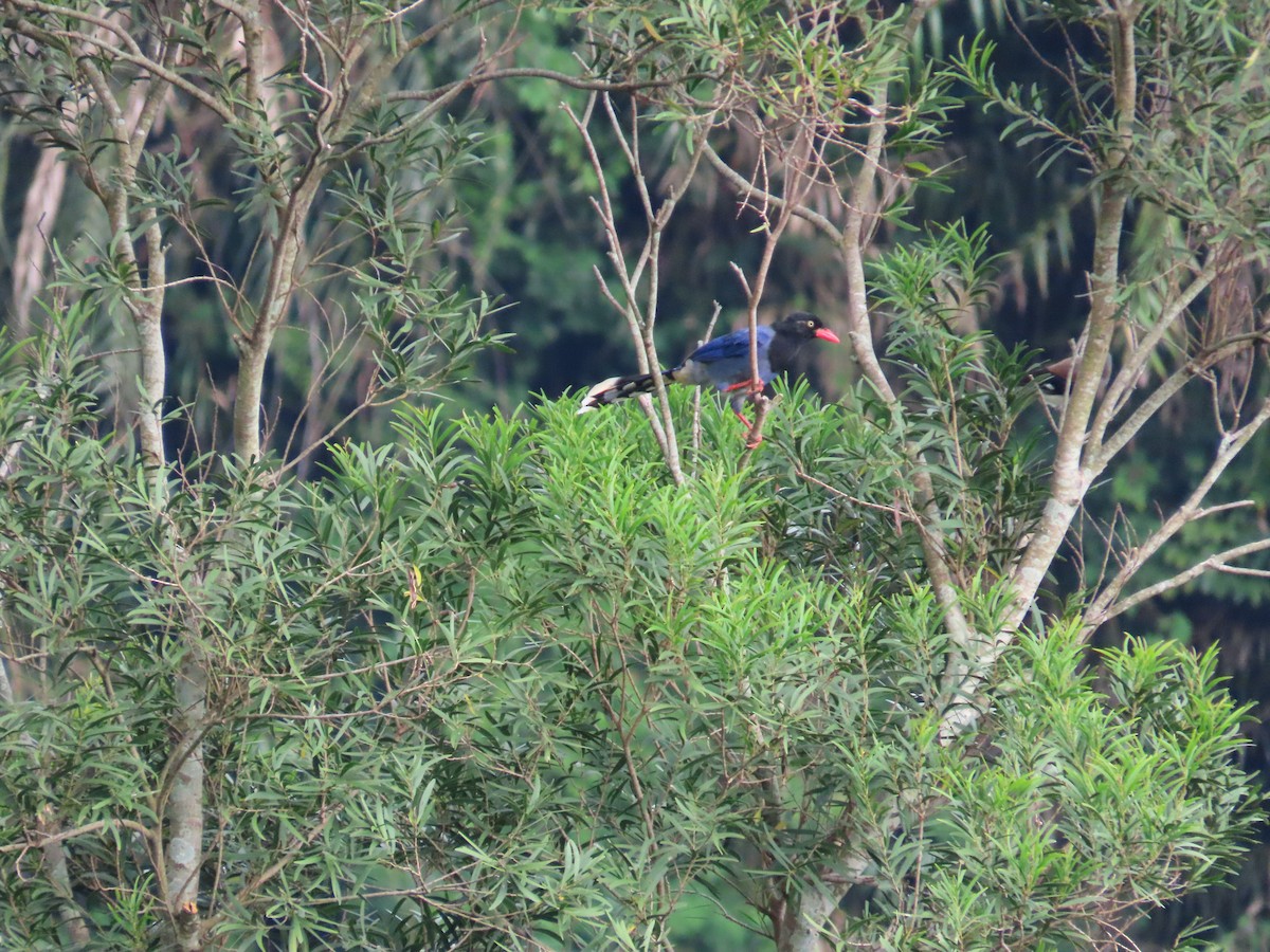 Taiwan Blue-Magpie - ML642270803