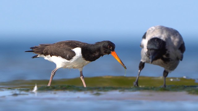Eurasian Oystercatcher - ML642270804