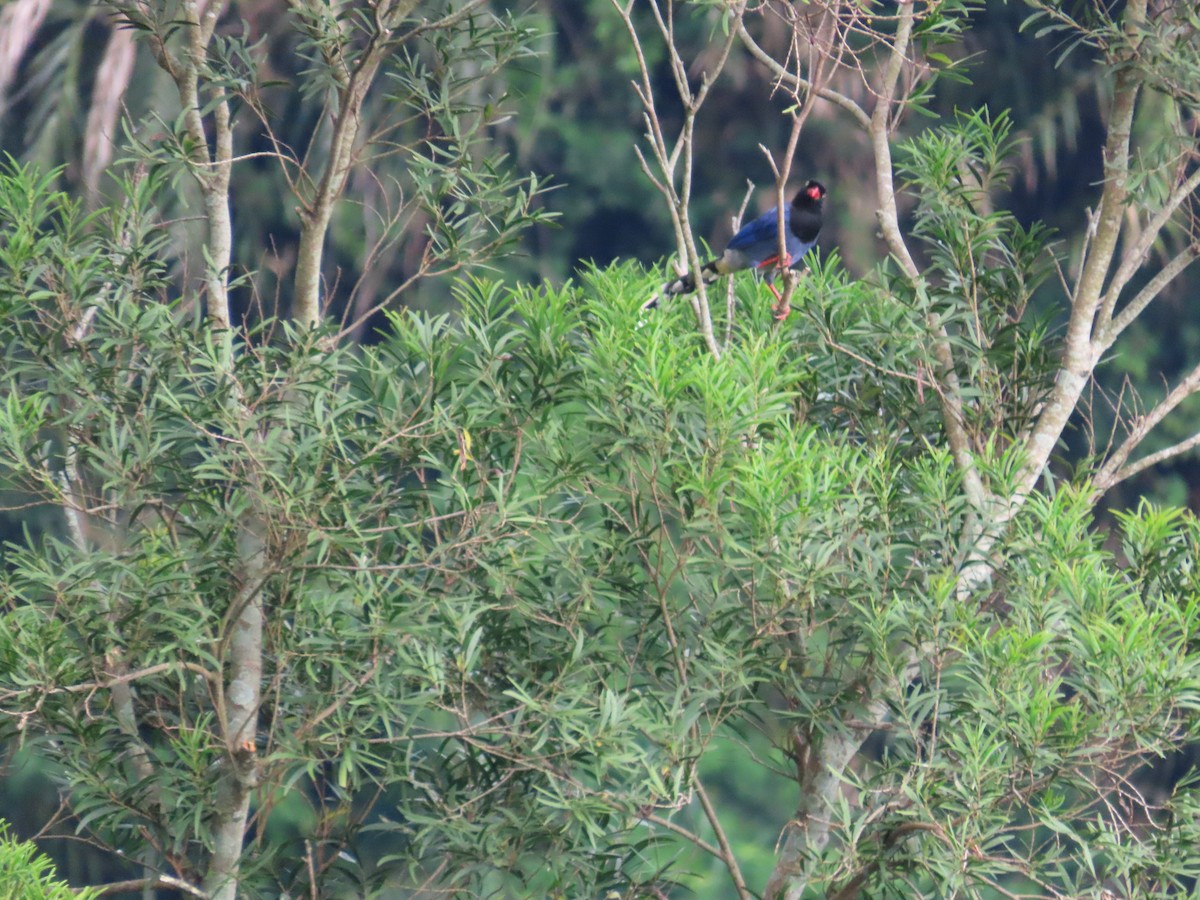 Taiwan Blue-Magpie - ML642270807