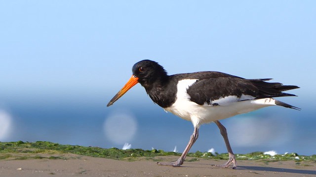 Eurasian Oystercatcher - ML642270809