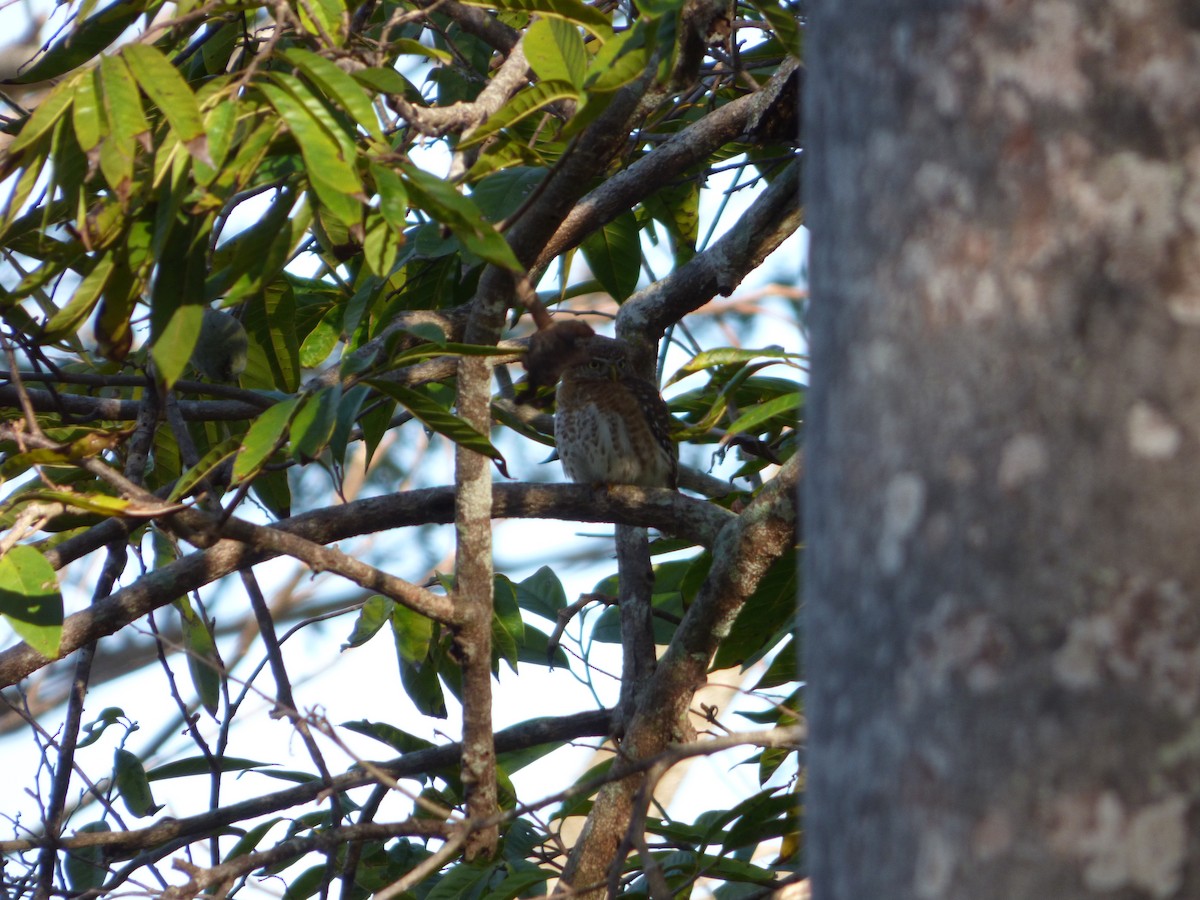 Cuban Pygmy-Owl - ML64227081
