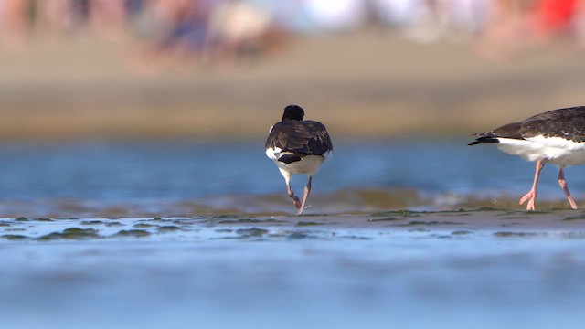 Eurasian Oystercatcher - ML642270814