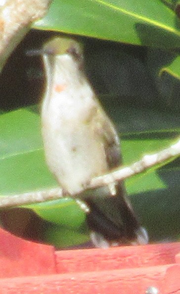 Colibri à gorge rubis - ML642270819