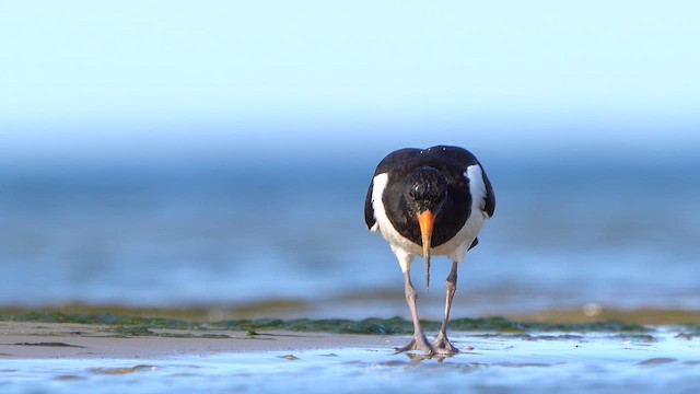 Eurasian Oystercatcher - ML642270837