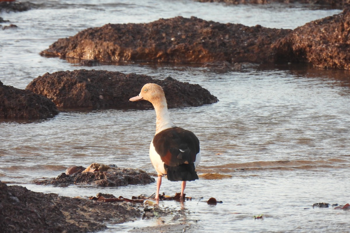 Radjah Shelduck - ML642270840