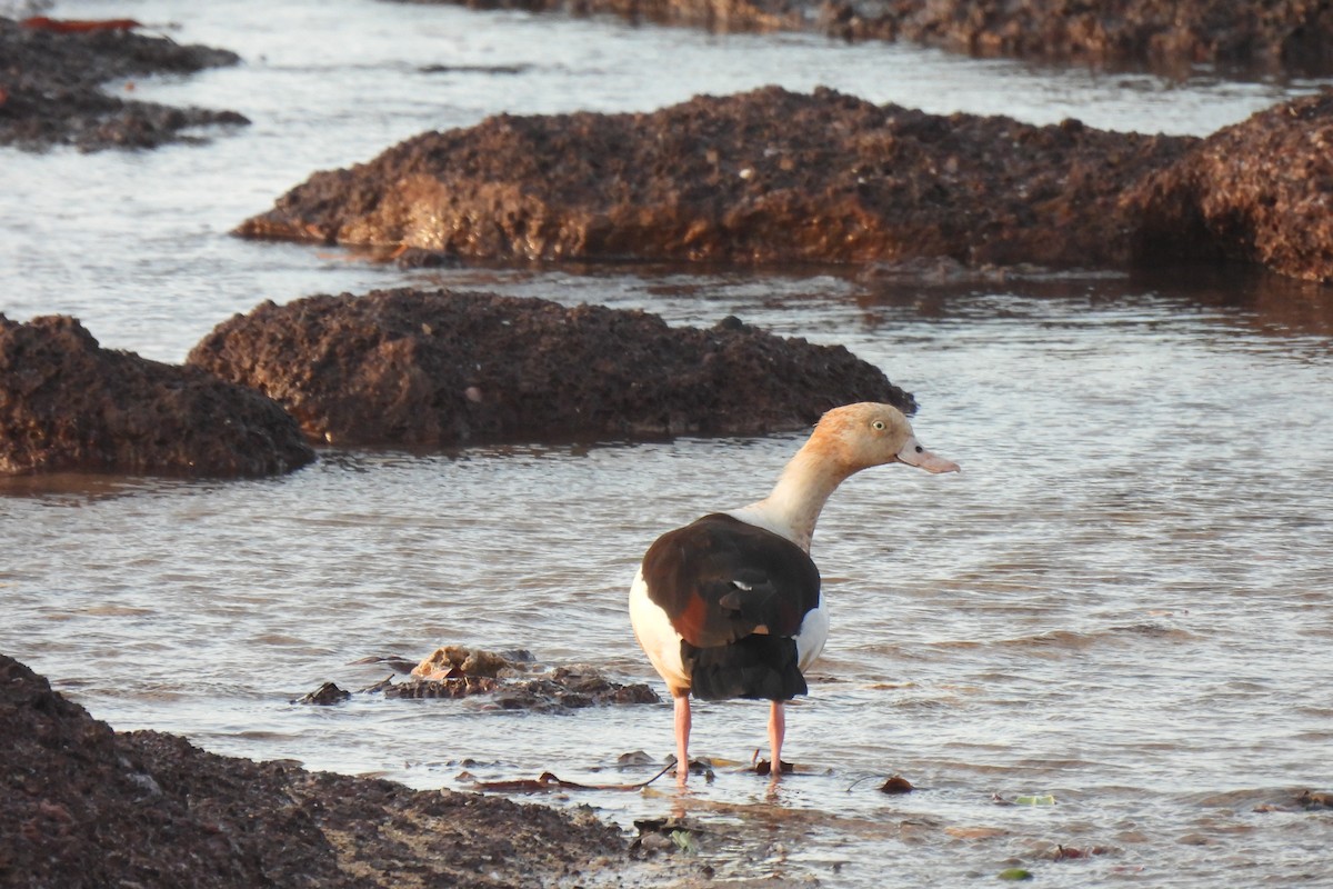 Radjah Shelduck - ML642270841