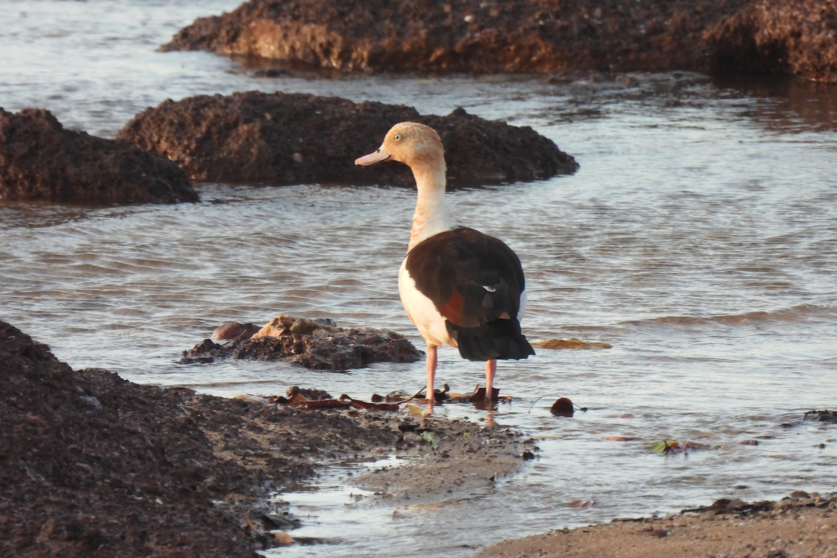 Radjah Shelduck - ML642270843