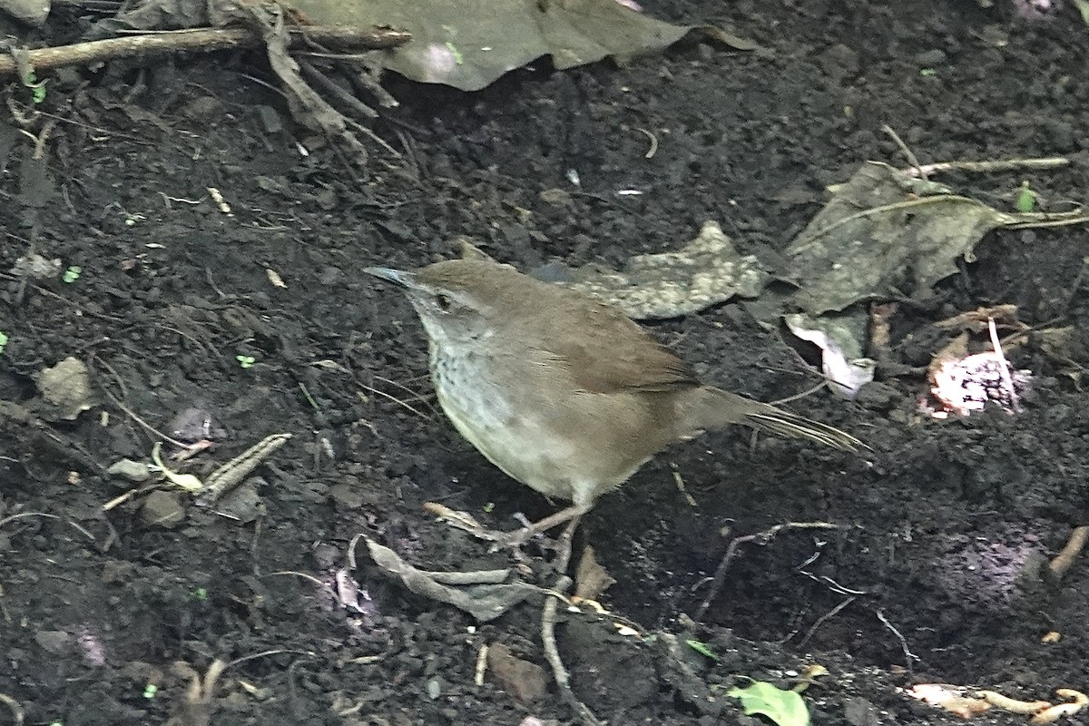 Javan Bush Warbler - ML642270873