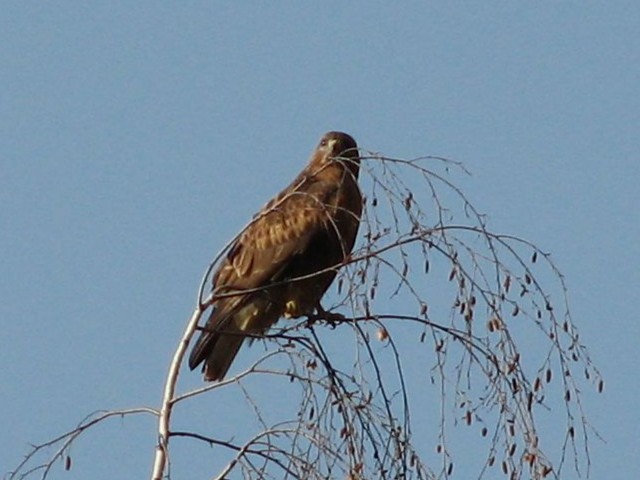 Buteo sp. - ML642270875