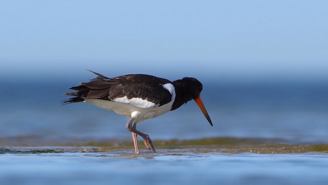 Eurasian Oystercatcher - ML642270877