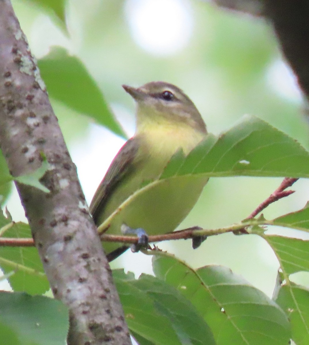 Philadelphia Vireo - ML642270887