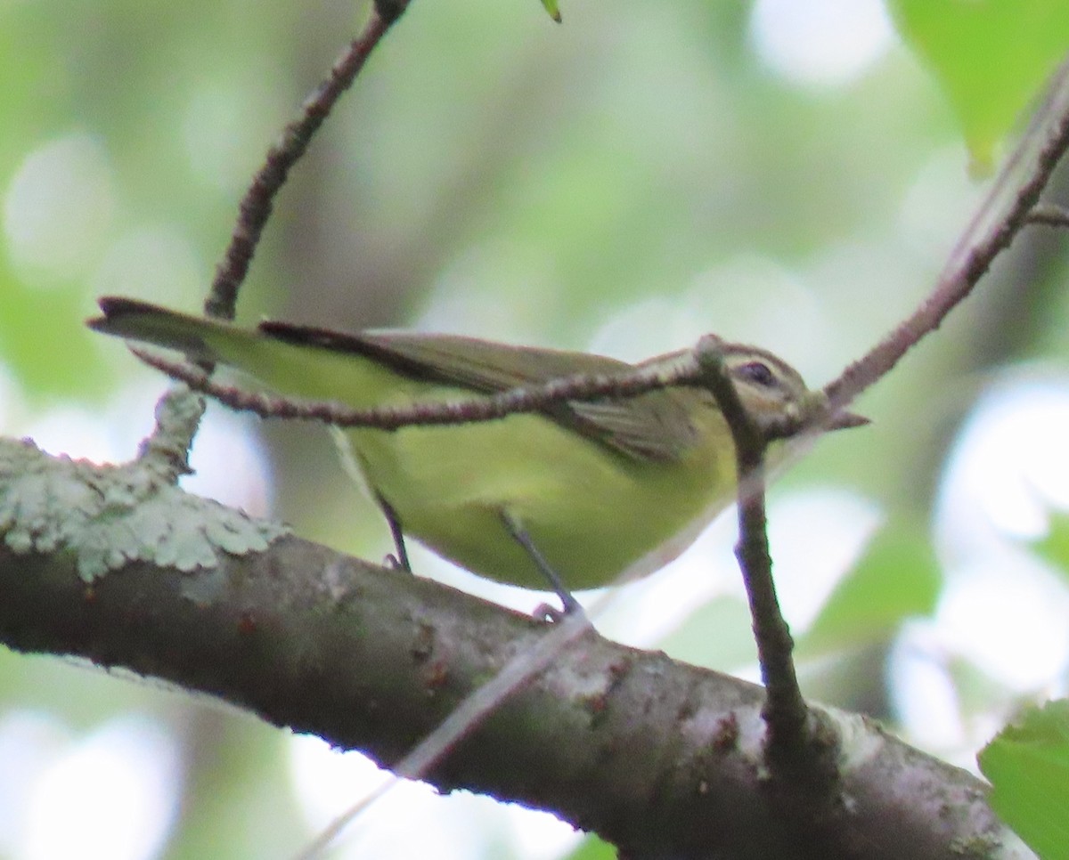 Philadelphia Vireo - ML642270888