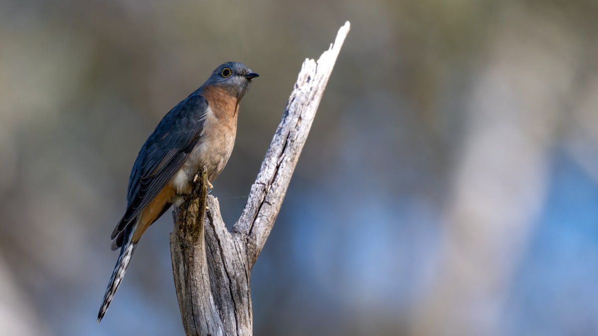 Fan-tailed Cuckoo - ML642270889