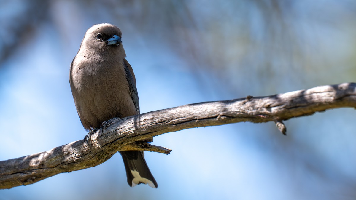 Dusky Woodswallow - ML642270910