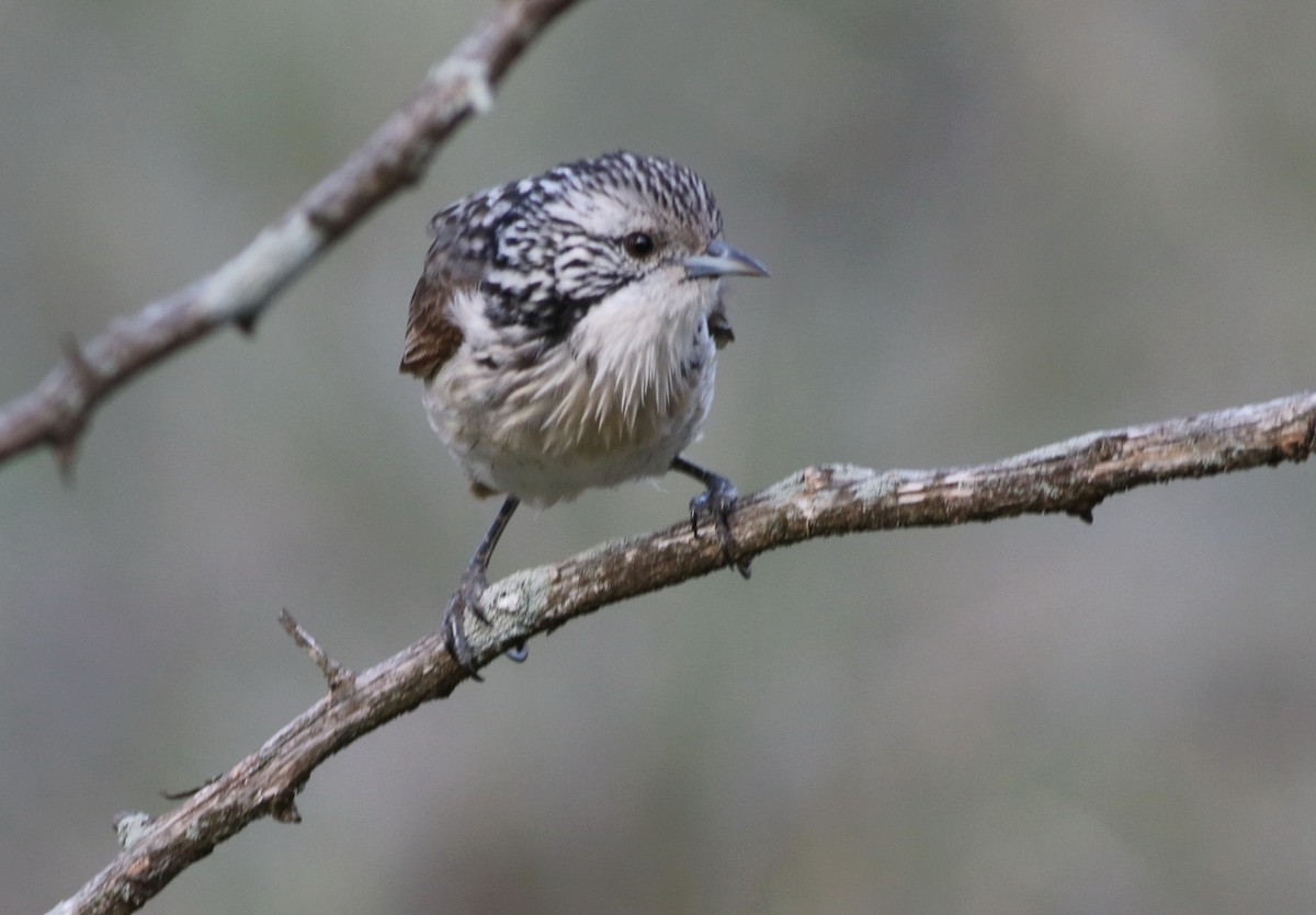 Striped Honeyeater - ML642270917