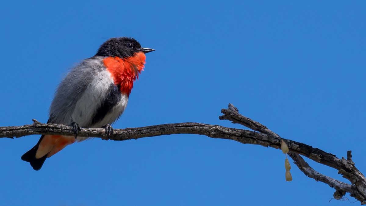 Mistletoebird - ML642270918