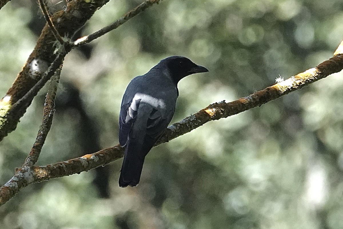 Sunda Cuckooshrike - ML642270924