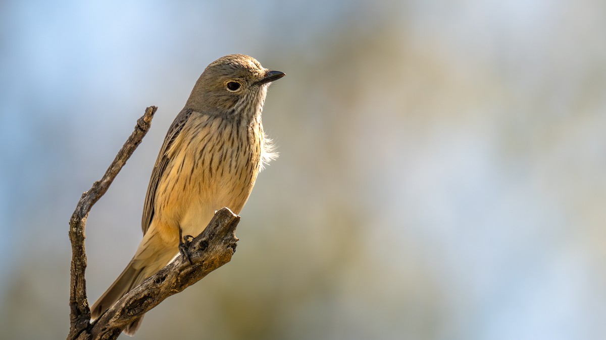 Rufous Whistler - ML642270941