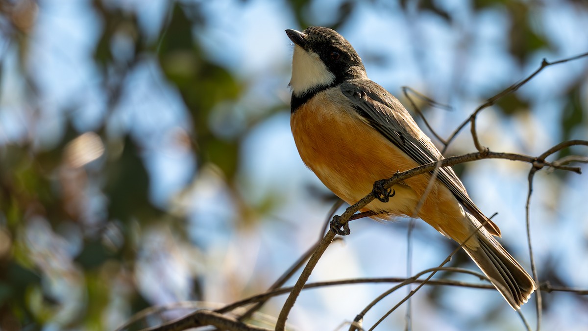 Rufous Whistler - ML642270942