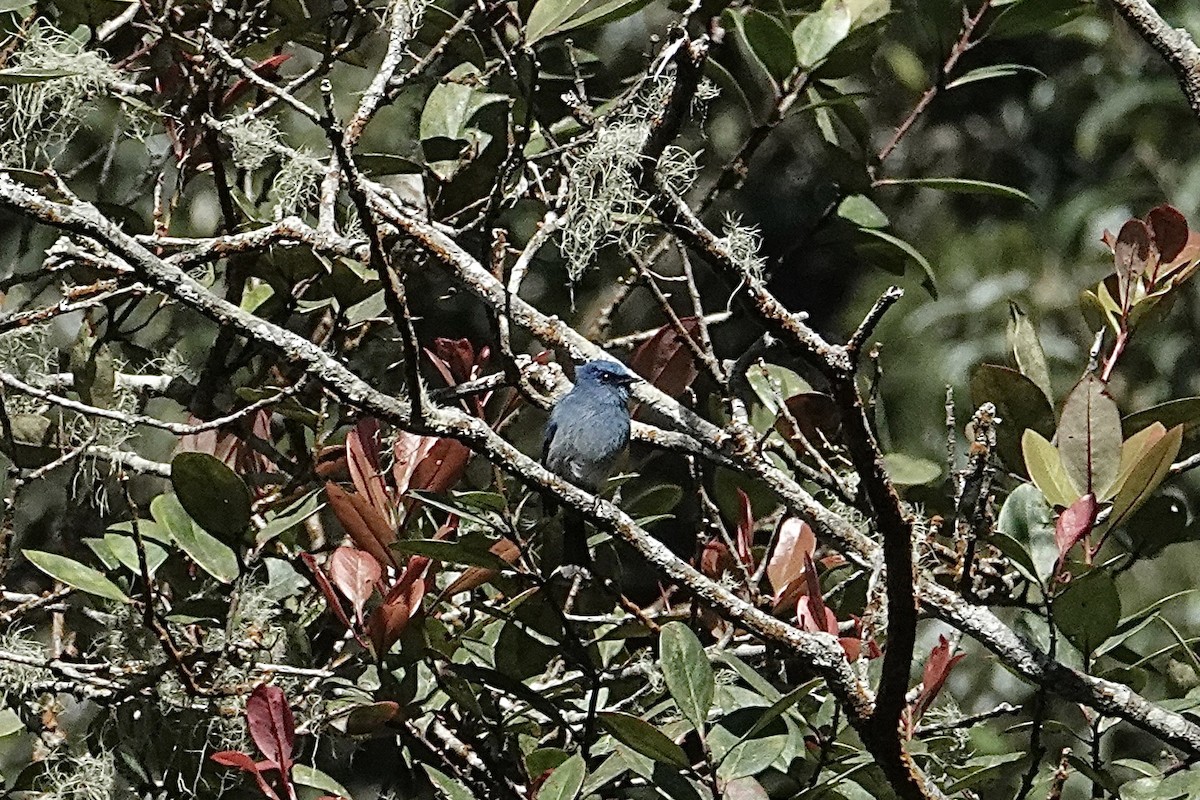 Indigo Flycatcher - ML642270962