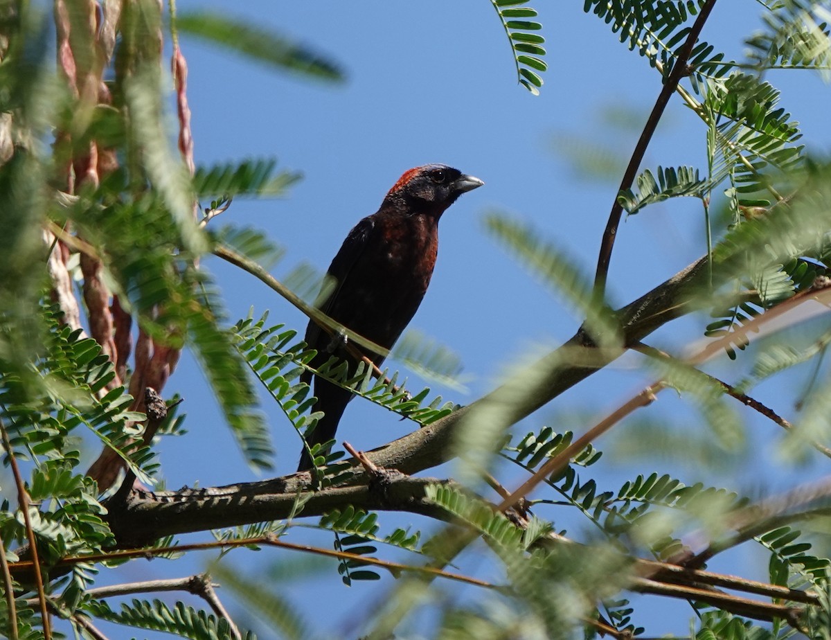 Varied Bunting - ML642270964