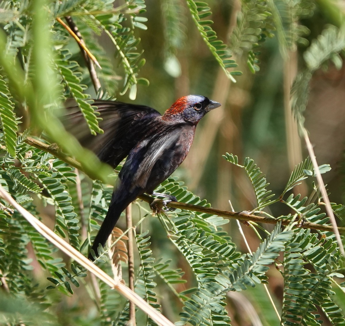 Varied Bunting - ML642270965