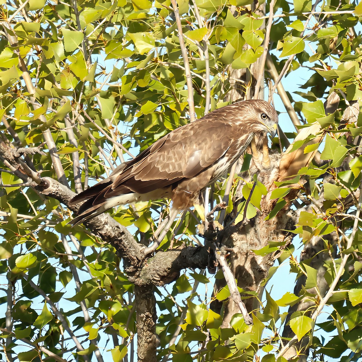 Buse variable (buteo) - ML642270978