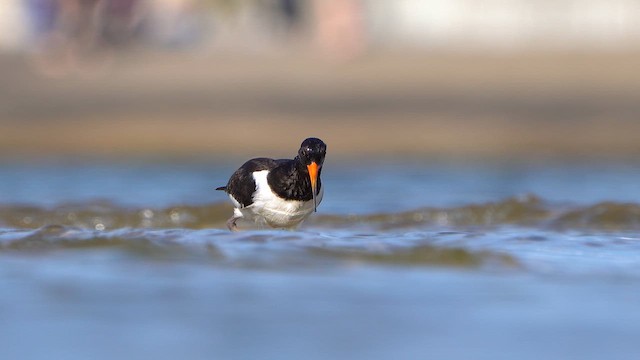 Eurasian Oystercatcher - ML642270979
