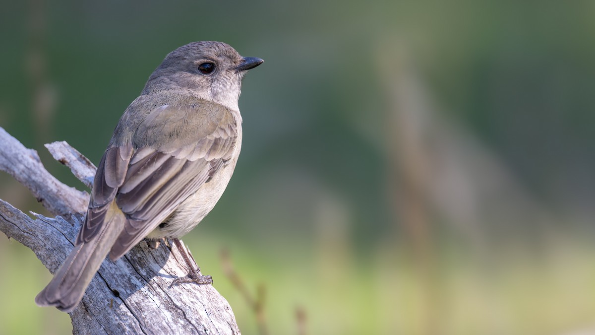 Golden Whistler - ML642270981