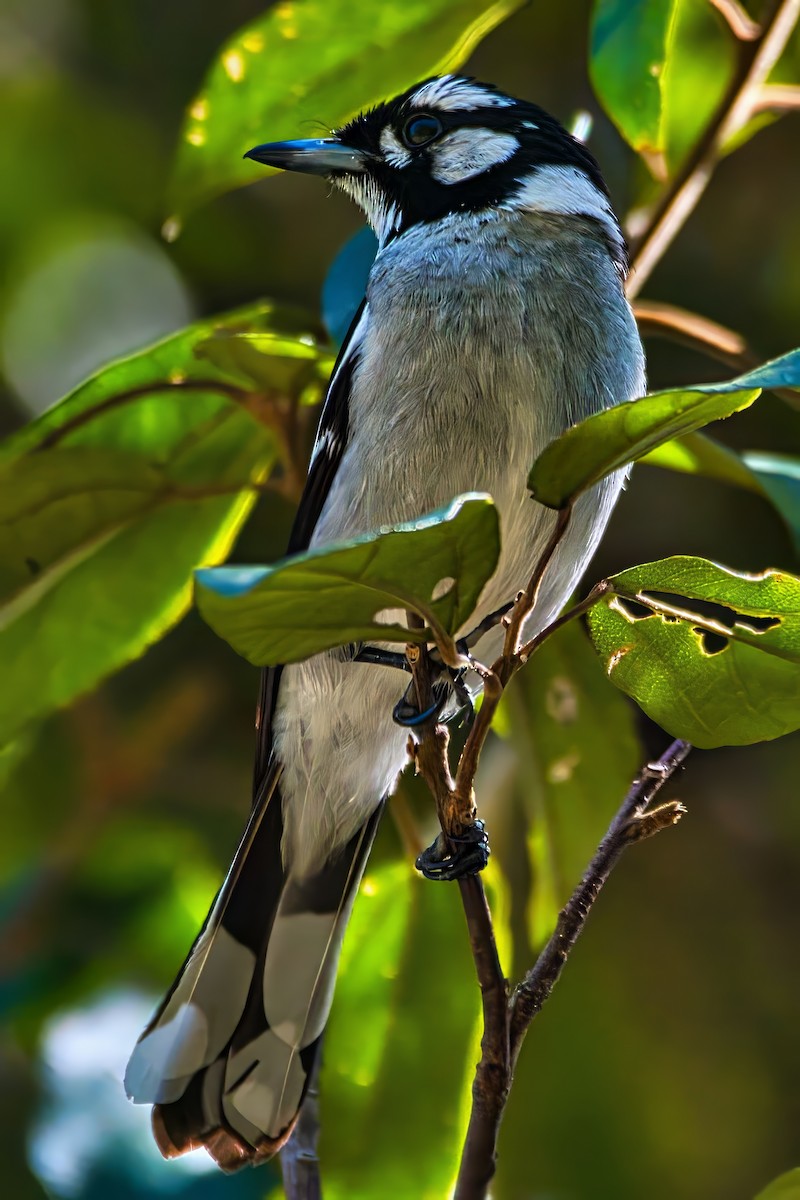 White-eared Monarch - ML642270985