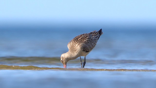 Bar-tailed Godwit - ML642271005