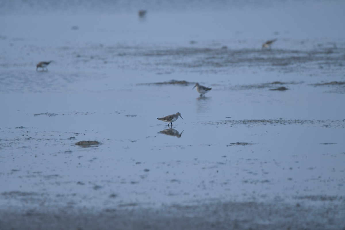 Curlew Sandpiper - ML642271008