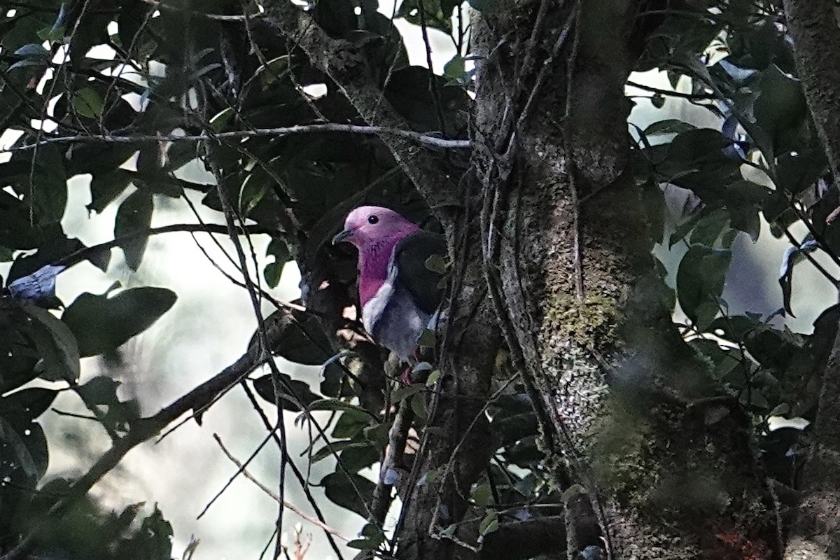 Pink-headed Fruit-Dove - ML642271022